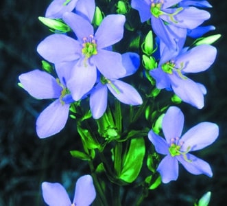 Sabatia angularis