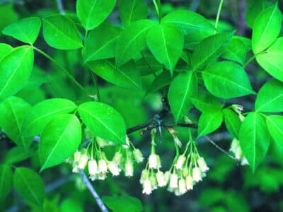 Staphylea trifolia
