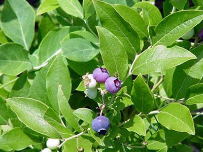 Vaccinium angustifolium