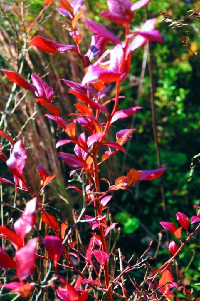 vaccinium cor