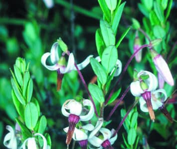 Vaccinium macrocarpon