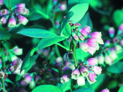 Vaccinium pallidum