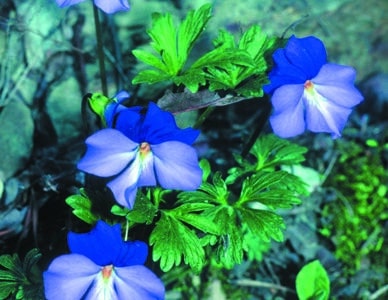 Viola pedata
