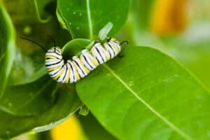 A monarch butterfly caterpillar feeding on common milkweed