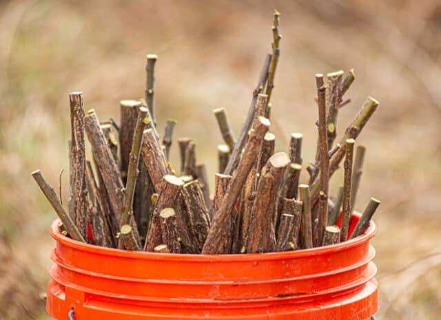 A bucket of freshly cut live stakes sits in a bucket after being trimmed from a black willow.
