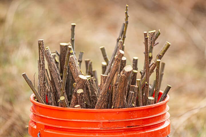 A bucket of freshly cut live stakes sits in a bucket after being trimmed from a black willow.