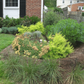 rain garden of native plants