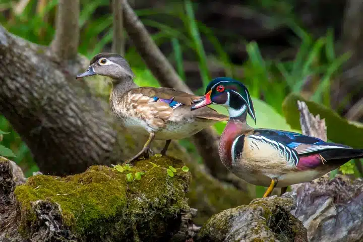 Male and female wood ducks