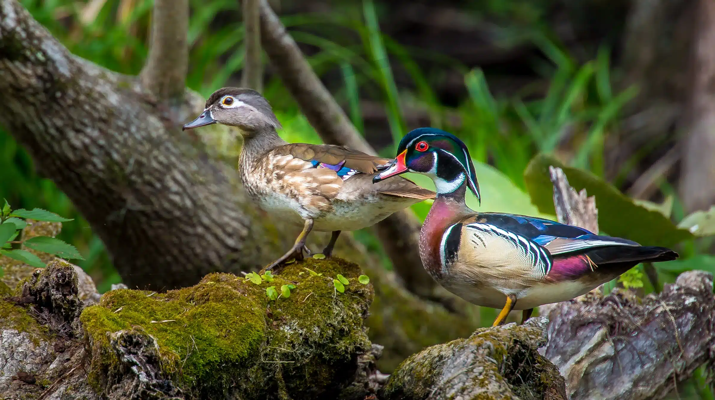 Wood Ducks 101 Alliance for the Chesapeake Bay
