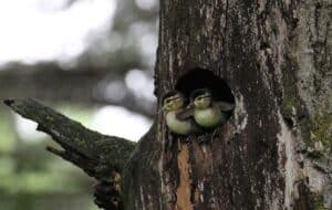 Wood duck ducklings emerging from a tree cavity