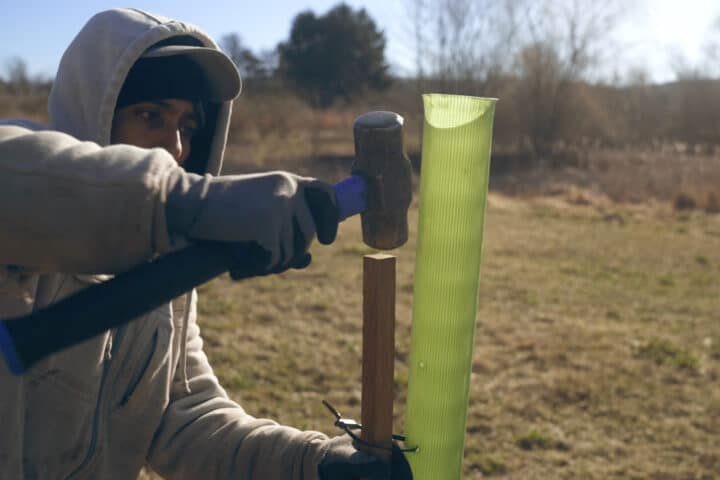 A person planting a tree