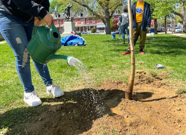 A person watering a tree