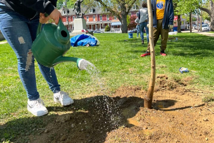 A person watering a tree