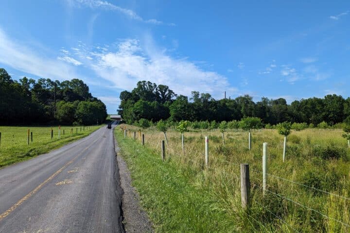 View of a riparian forest buffer from a Lancaster County back road.
