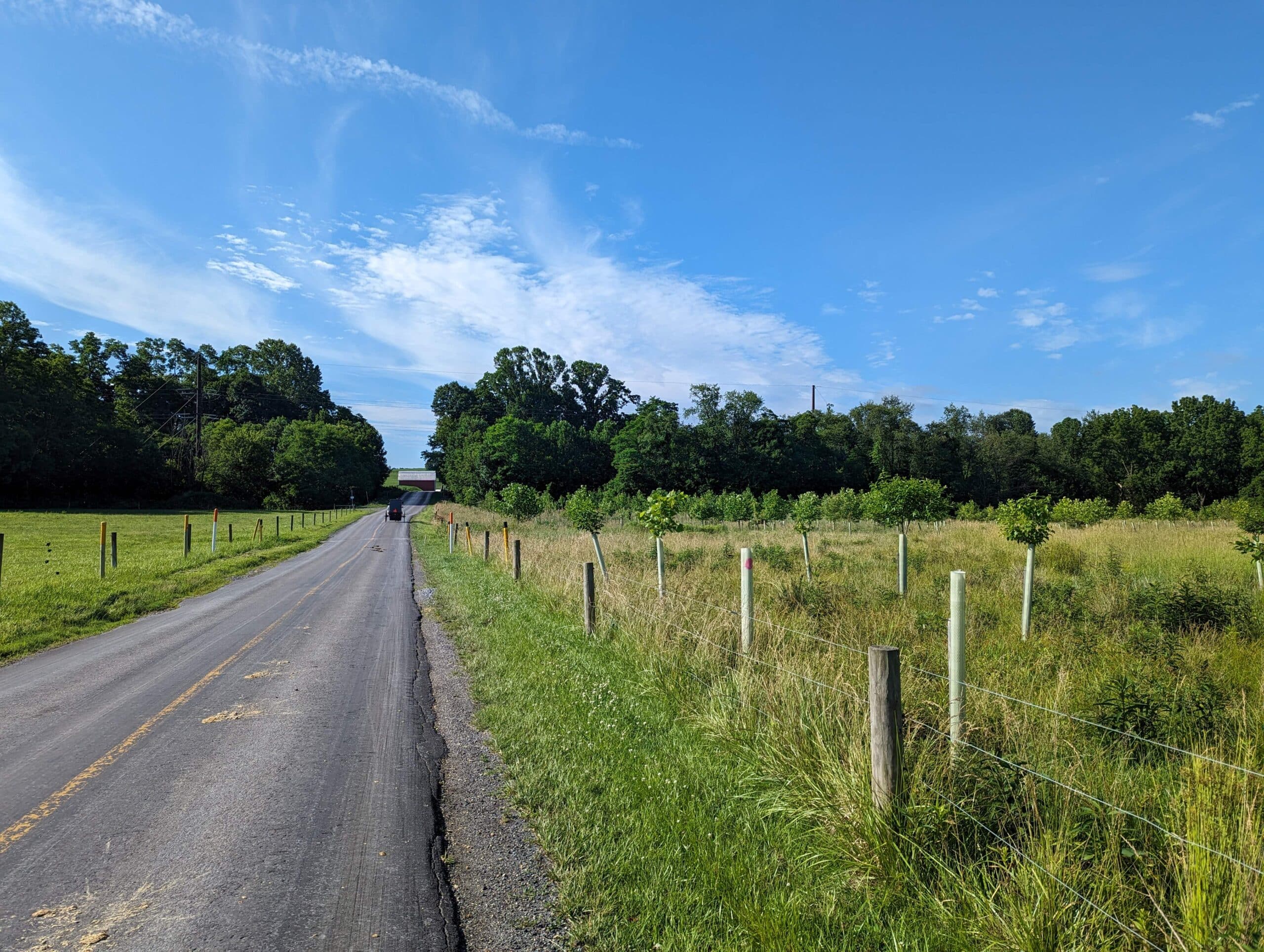 View of a riparian forest buffer from a Lancaster County back road.