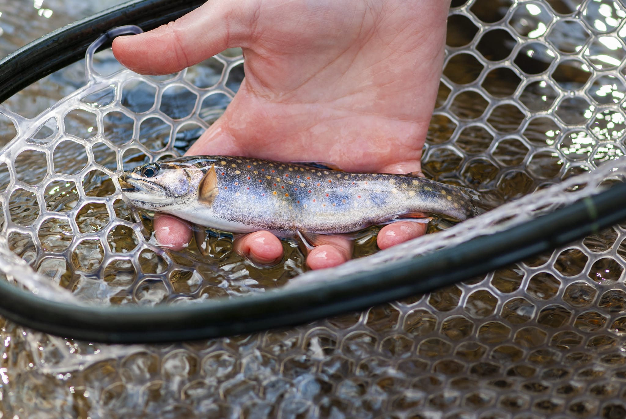 Ask the Alliance: Intro to Fly Fishing - Alliance for the Chesapeake Bay