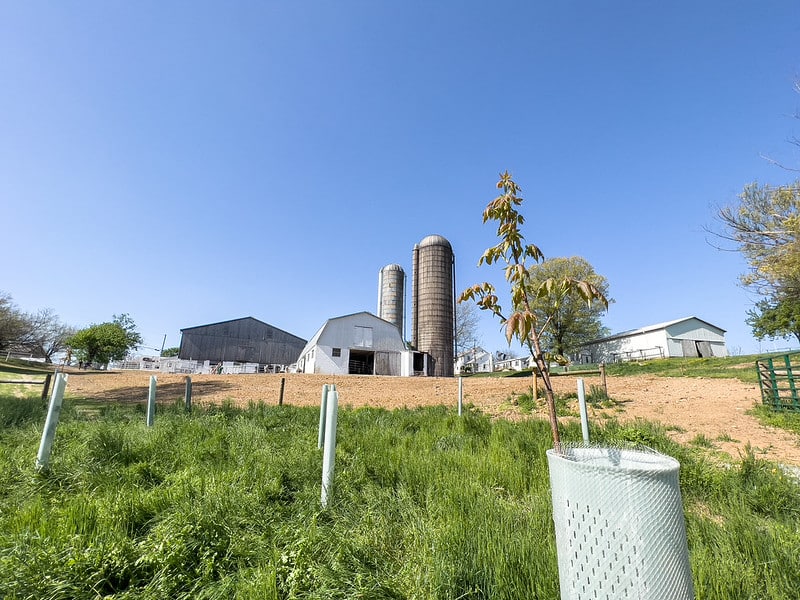 This photo illustrates the location of the new buffer downhill from the barnyard, where it will help filter excess nutrients.