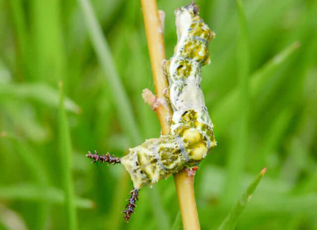 A caterpillar on a small, young tree.