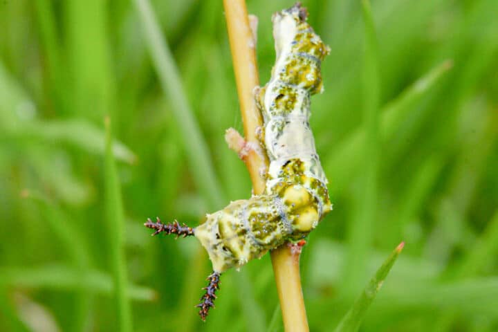 A caterpillar on a small, young tree.