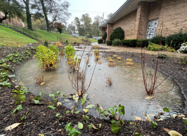 Rain garden filled with water during a rain storm.