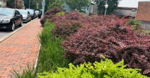 A row of green and purple shrubs lining a residential, brick sidewalk