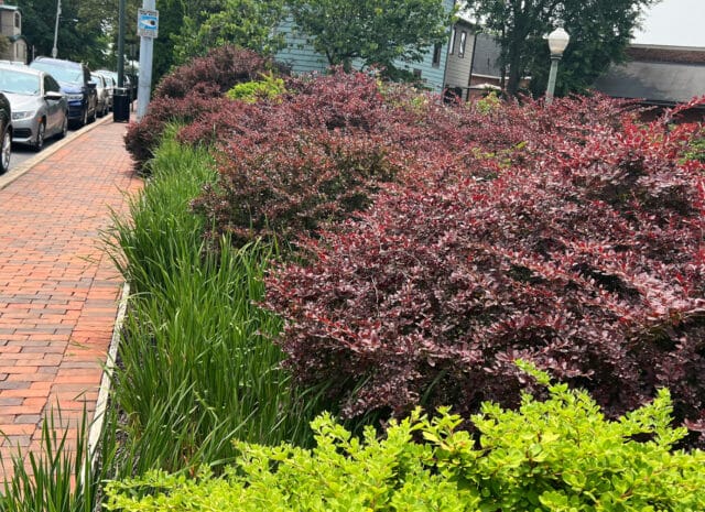 A row of green and purple shrubs lining a residential, brick sidewalk