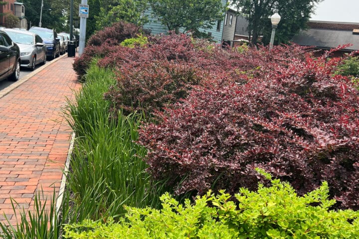 A row of green and purple shrubs lining a residential, brick sidewalk