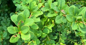 A close up of a green shrub with oval-shaped leaves
