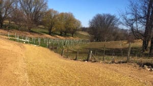 A field with recently planted trees and an exclusion fence