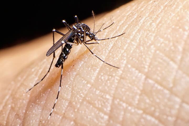 A closeup of a mosquito on a person's skin