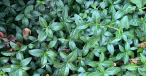 A close up of a ground cover plant
