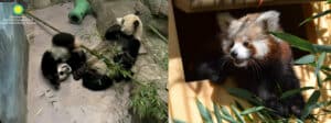 Giant pandas and red pandas amongst bamboo