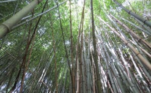 Multiple bamboo plants with the sunlight in the background