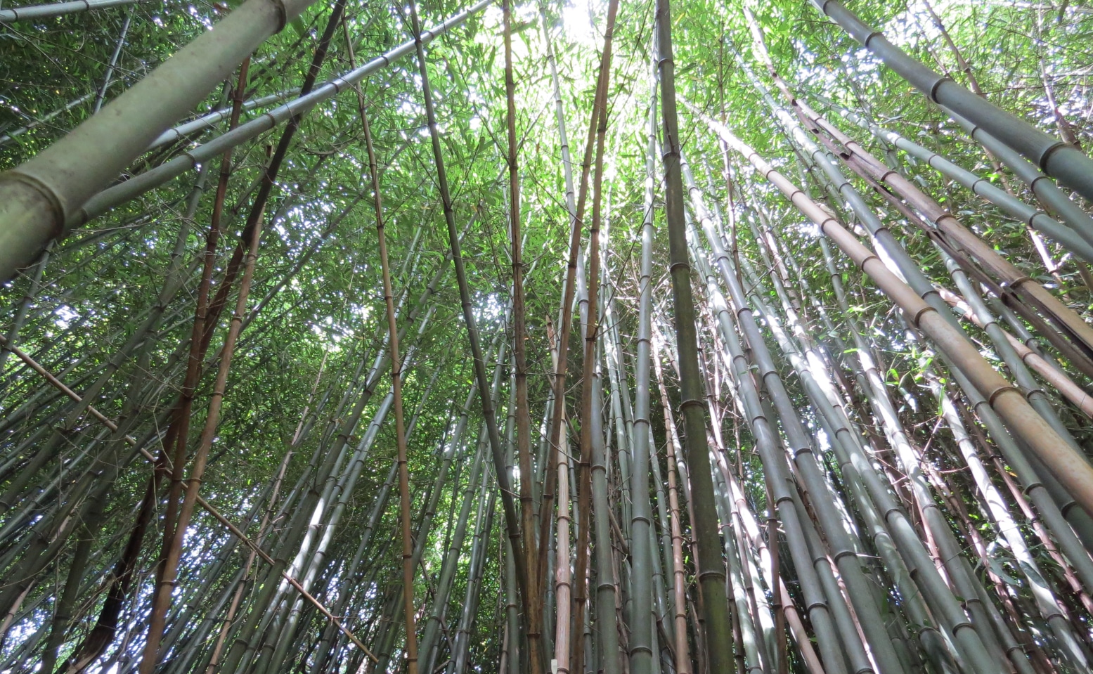 Bamboo Good for Pandas, Bad for Property Owners Alliance for the