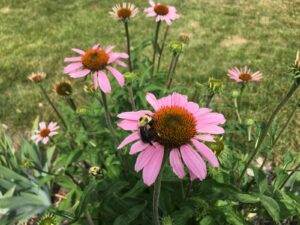 A bumblebee sitting on a purple flower