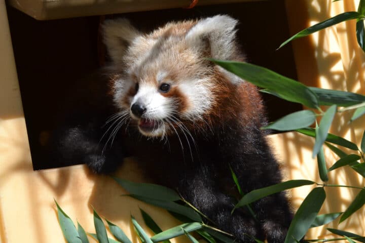 Red panda