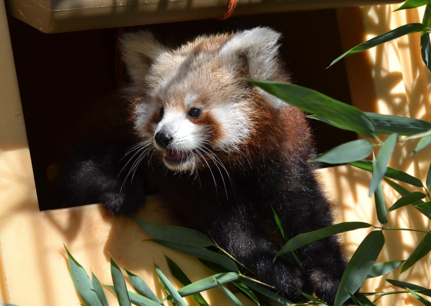 Bamboo Good for Pandas, Bad for Property Owners Alliance for the