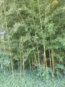 thick vegetation