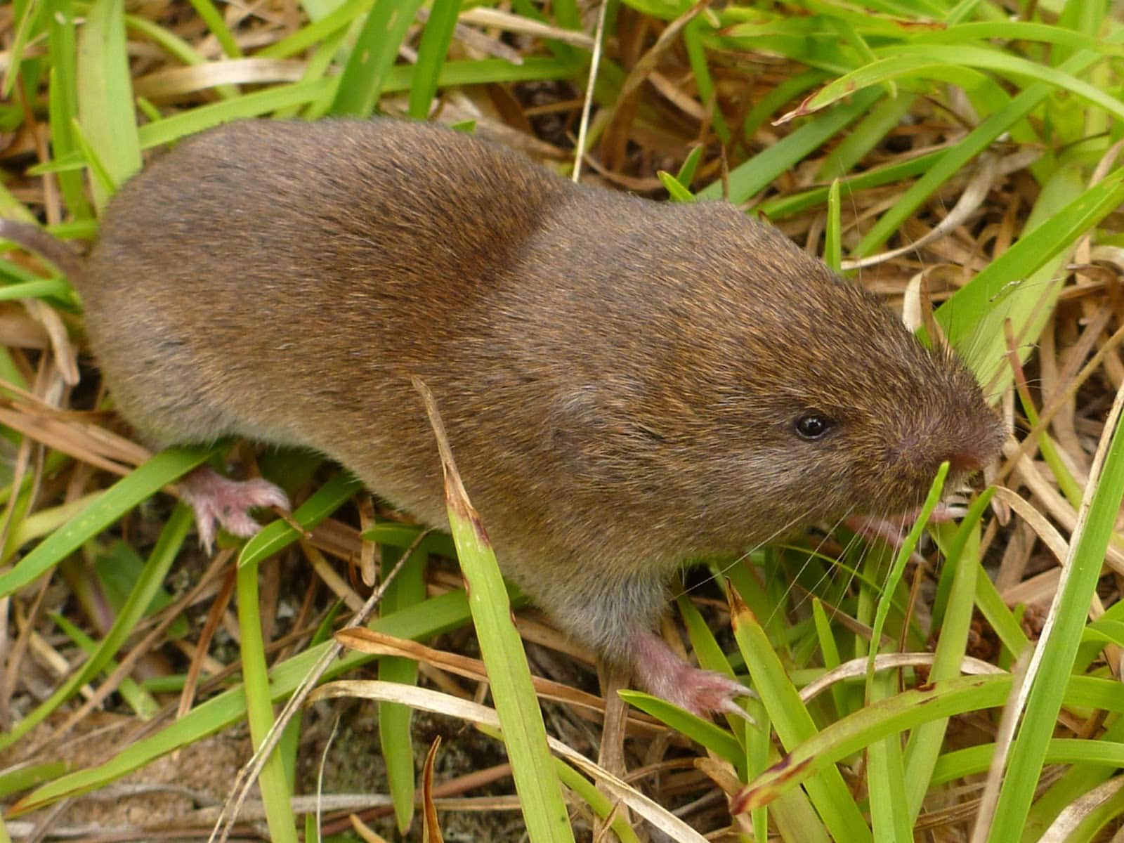 https://www.allianceforthebay.org/wp-content/uploads/2023/07/vole-2.jpg