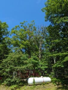 An oak tree snag near a structure and utilities.