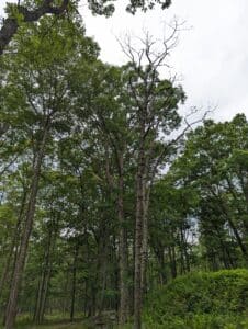 A multistem oak snag in a central Pennsylvania forest