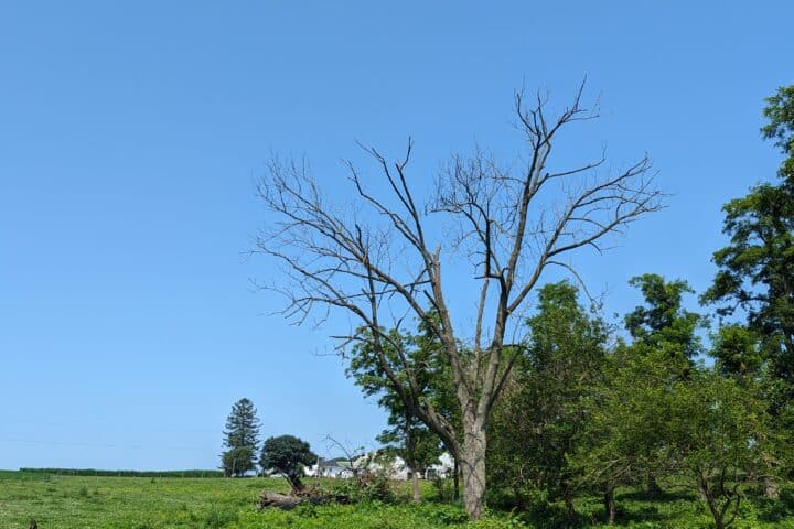 A large tree snag in an open field.