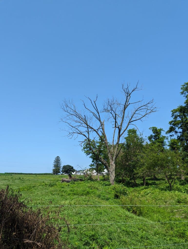 A large tree snag in an open field.