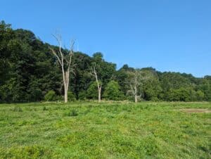 Three tree snags in an open field with a forest in the background.