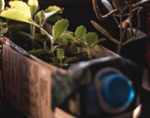 Plants growing out of a milk carton planter box, sitting in a windowsill