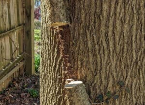 A cut vine against a tree