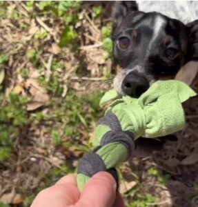 A dog playing with a toy made out of an old shirt