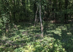 Thick groundcover growing up nearby trees