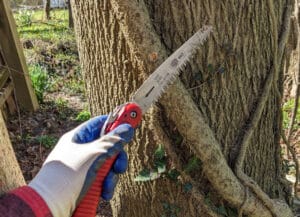 A hand holding a saw in front of a vine attached to a tree
