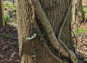 A vine growing on a tree